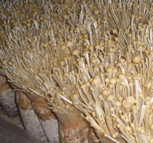 金针菇出菇期的水分管理重点