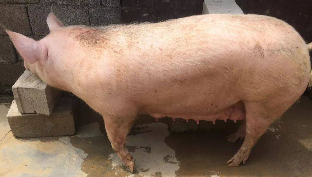 养猪喂什么长得快?养猪猛长偏方