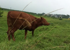 <strong>肉牛养殖技术和管理方法</strong>