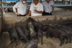 <strong>抗坏血酸可以添加到猪饲料中吗，有哪些好处？</strong>