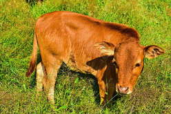 <strong>牛消化道内常见的有害微生物有哪些，如何消除？</strong>