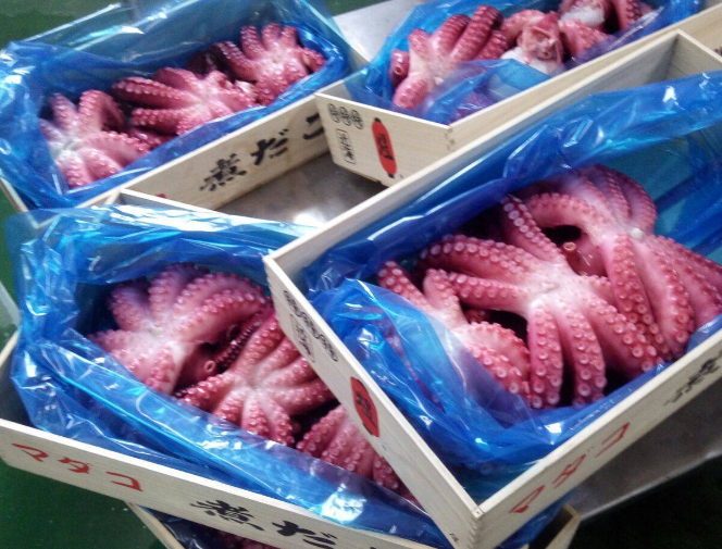 人工养殖的章鱼需要注意什么?