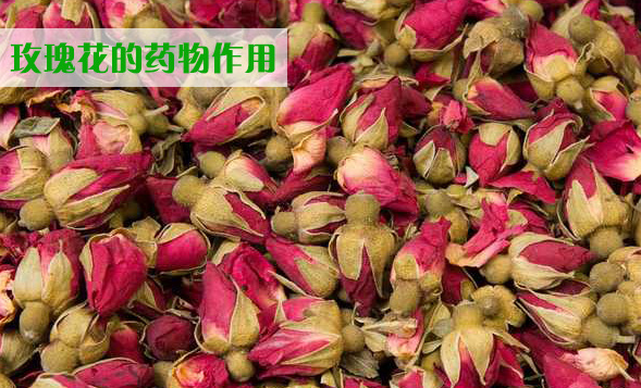 玫瑰花的药用性有什么?