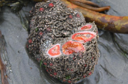 <strong>海棒槌有什么形态特点和饮食习性？</strong>