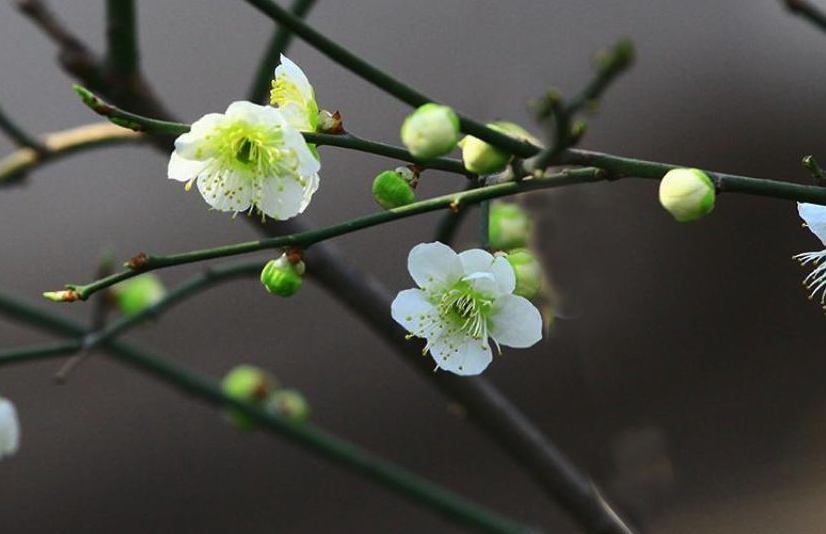 绿萼梅花期在什么时候，有什么药用价值？