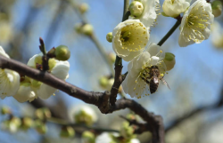 绿萼梅如何种植，需要注意什么？