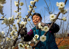 <b>绿萼梅是什么梅花品种，有什么特点？</b>