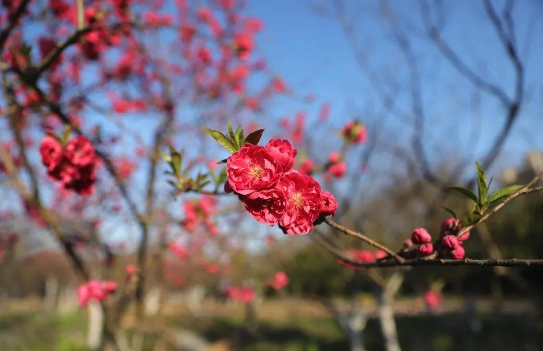 美人梅的花期在什么时候，有什么样的形态特点?