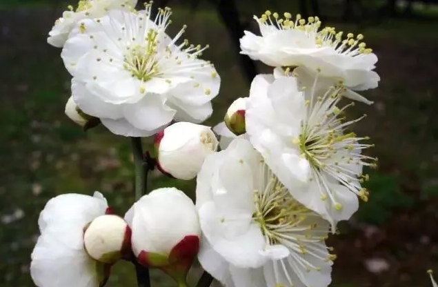 玉蝶梅怎么进行修剪，花期在什么时候？