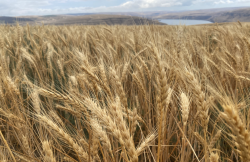 <b>盐碱地是如何形成的，如何改良可以种植小麦?</b>