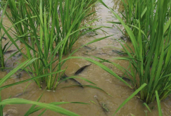 <b>养鱼的稻田可以喷施稻瘟净吗，需要注意什么?</b>