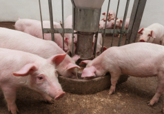<b>猪饲料中加入乳酸丁酯有哪些作用?</b>