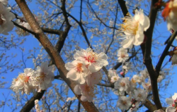 <strong>洒金梅常见病虫害有哪些，如何防治？</strong>