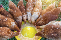<strong>鸡饲料中钙和磷比例失调会对鸡有哪些影响?</strong>