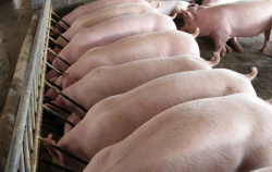 <b>羟甲基纤维素可以用来粘结猪饲料吗，需要注意什么?</b>