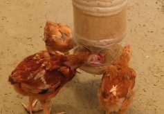 <b>聚丙烯酸钠是什么，可以加入到鸡饲料中吗?</b>