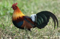 <strong>肉种鸡饲料蛋白质来源主要是哪些成分？</strong>