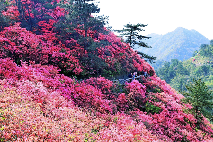 映山红对种植环境有什么要求，花期在什么时候?