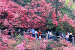 <strong>映山红对种植环境有什么要求，花期在什么时候?</strong>