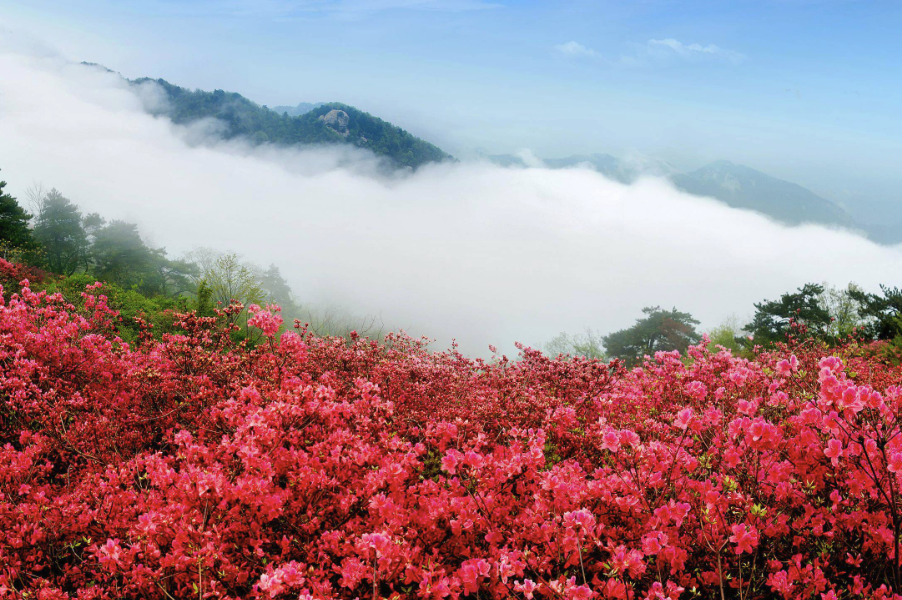 映山红有哪些形态特点，主要生长在哪些地区?