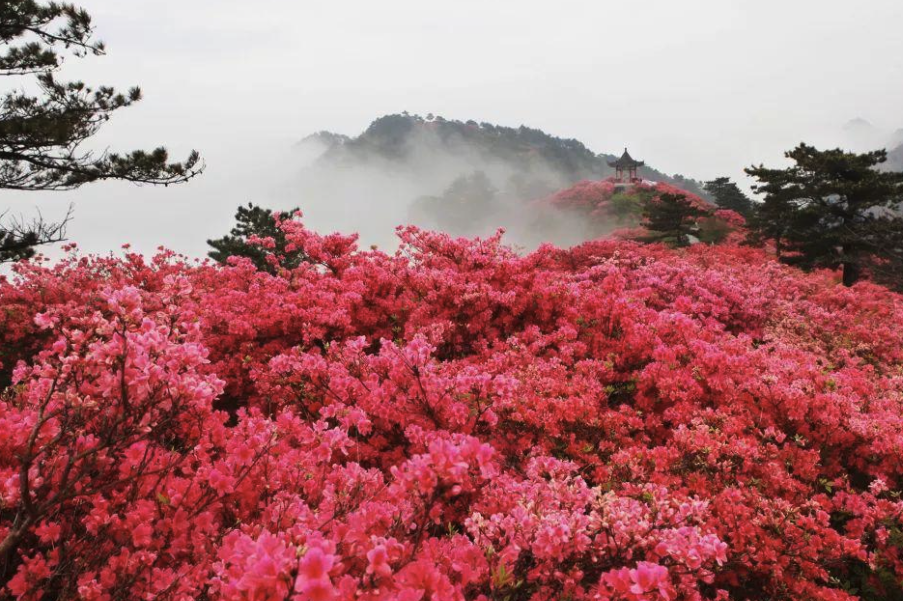 映山红有哪些形态特点，主要生长在哪些地区?