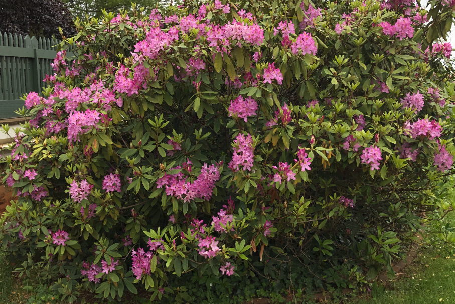 杜鹃花在中国的种植历史有多久，有哪些花语?