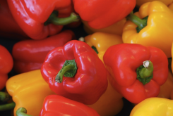 巴拿马彩色甜椒的种子培育方法和催芽方法？