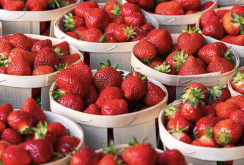 章姬草莓常见的病虫害有哪些，如何防治？