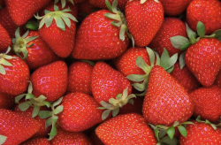 <b>章姬草莓对生长环境有哪些要求？</b>