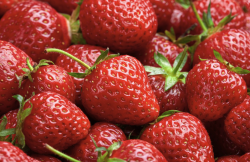 <b>章姬草莓有什么经济价值，一年可以生长几季？</b>