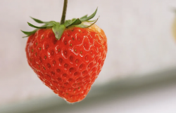 <strong>章姬草莓主要在哪些地区种植，有什么形态特点？</strong>
