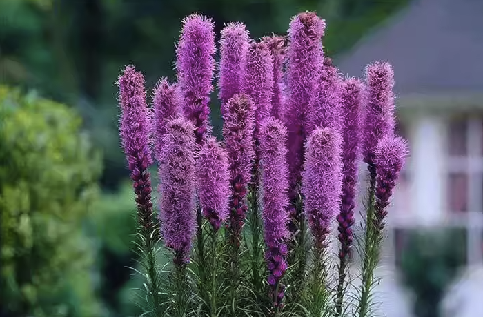 蛇鞭菊如何进行繁殖，花期在什么时候？