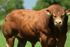 比利时蓝牛的肉质和普通肉牛肉质有什么区别？