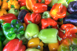 <b>巴拿马彩色甜椒对温度和土壤有哪些要求，生长周期多久?</b>