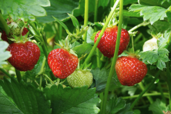 <b>章姬草莓的栽种深度应该如何把控，需要注意什么？</b>