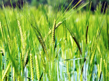 <b>杂草对小麦生长和小麦籽粒有哪些影响?</b>