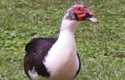 <strong>小麻鸭的饲料一般如何搭配，需要注意什么？</strong>