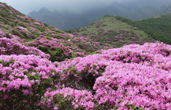 <strong>粗粒炉渣放在杜鹃花的花盆底部有哪些好处？</strong>