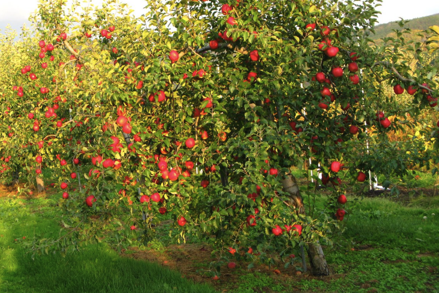 青虫菌是什么菌类,可以用来消灭苹果树害虫吗?