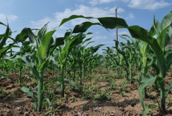 <b>土壤中盐含量较低对于玉米叶片有哪些影响？</b>