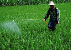 <b>丙虫嗪是什么农药，可以消灭水稻的哪些害虫?</b>