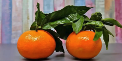 <b>含盐量较高的土壤对福橘的发芽生长有哪些影响?</b>