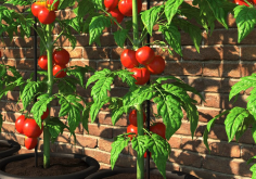 <strong>番茄种植用地膜覆盖和不用地膜覆盖有哪些区别?</strong>