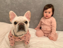 <strong>法斗宠物犬是属于什么品种？为什么长不大？</strong>