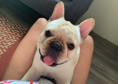 <strong>宠物犬法斗饲养应该注意什么？</strong>