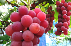 <b>藤稔葡萄有哪些营养价值和经济价值?</b>