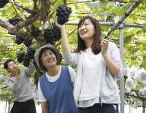 <b>藤稔葡萄的种植方法和注意事项介绍</b>