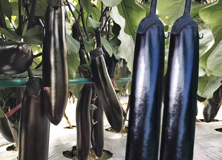 茄子如何种植可以增加产量合改善质量?