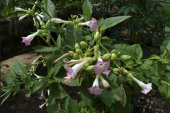 <strong>黄花烟草的种植方法和注意事项介绍？</strong>