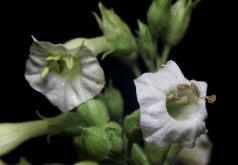 黄花烟草有哪些形态特点，分布在哪些地区?